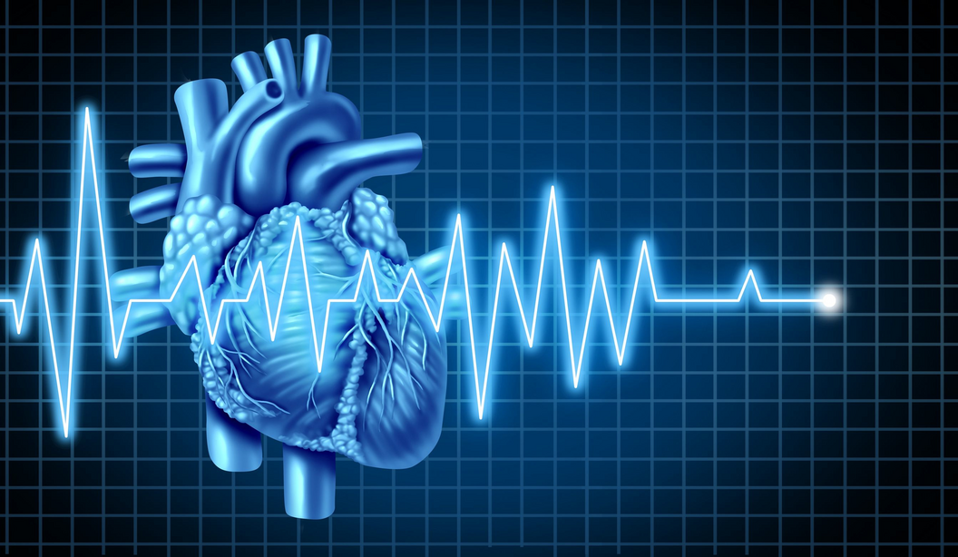 Grafik eines menschlichen Herzens in blauer Farbe, neben einem EKG-Kurvenverlauf, der einen Herzschlag darstellt.